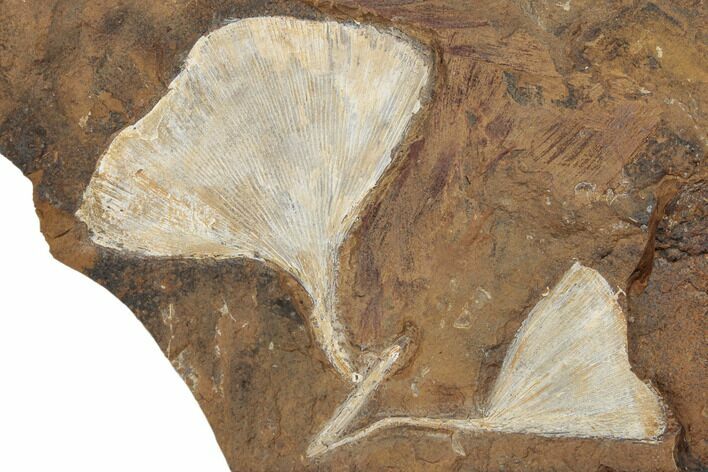 Two Fossil Ginkgo Leaves From North Dakota - Paleocene #188834